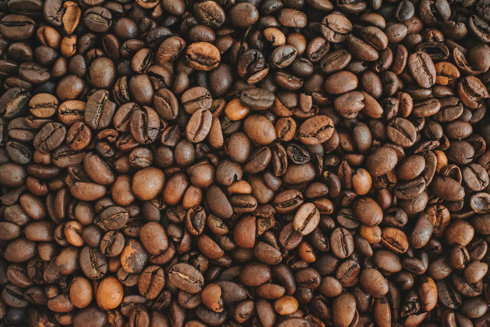 Perbandingan biji kopi Arabika dan Robusta